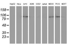 Dipeptidylpeptidase 8 / DPP8 Antibody (clone OTI1D2, Carrier-free)