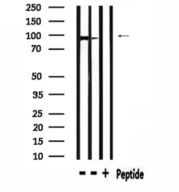 USP13 Antibody