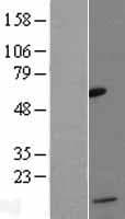 CCL13 / MCP4 Protein (Over-Expression Lysate Myc-DDK (Flag))