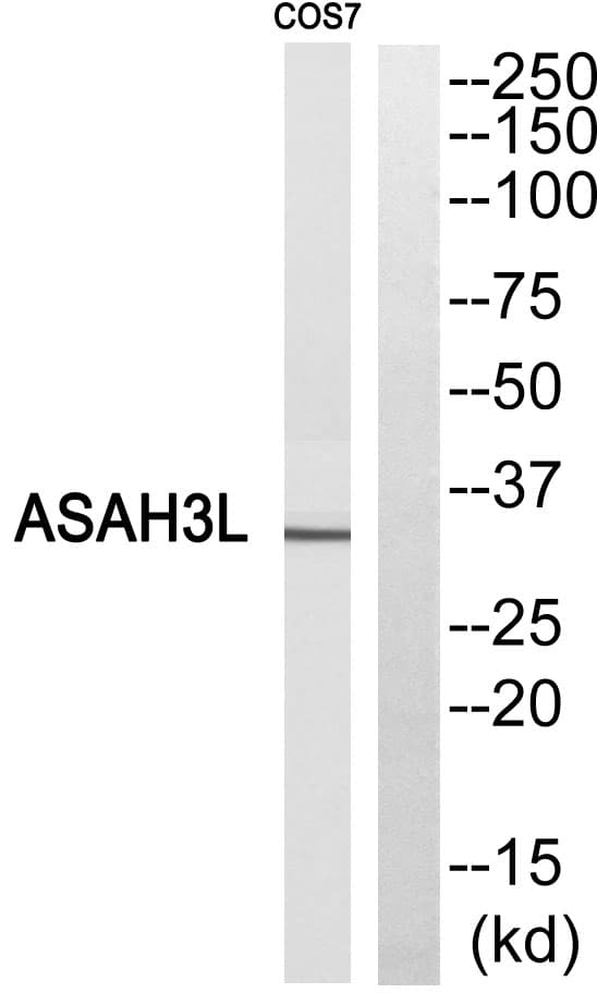 ACER2 Antibody