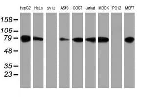 PDIA4 / ERP72 Antibody (clone OTI2C11)