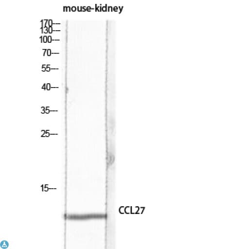 CCL27 Antibody