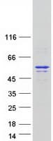 Human EDR / PEG10 Protein (Recombinant Myc-DDK (Flag))
