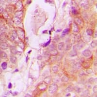 RAB34 Antibody (C-Terminus)