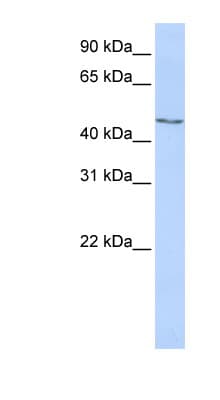 MECP2 Antibody (C-Terminus)