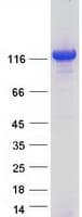 Human CLU1 / KIAA0664 Protein (Recombinant Myc-DDK (Flag))