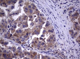 WNT3 Antibody (aa128-355, clone OTI1C5)