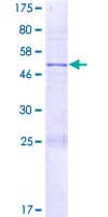 Human SAMD3 Protein (Recombinant GST)