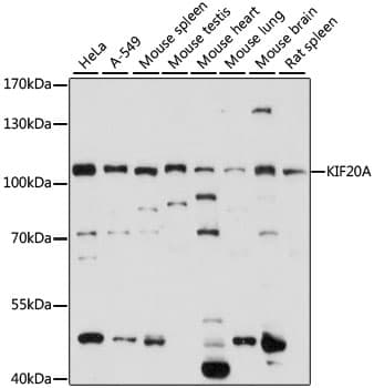 Polyclonal Rabbit anti-Human RAB6KIFL / KIF20A Antibody (WB)