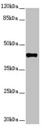 SH3GL1 / EEN Antibody