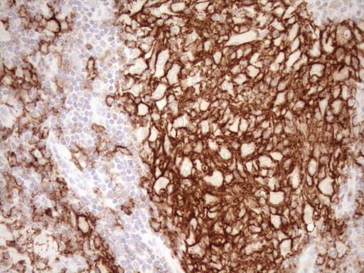 ITGAM / CD11b Antibody (clone OTI2D11, Carrier-free)