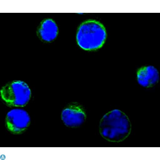 CD80 Antibody