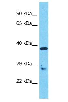 OR5AU1 Antibody (aa311-360)