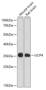 SLC25A27 / UCP4 Antibody