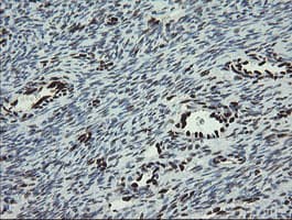 TLE1 / TLE 1 Antibody (aa180-460, clone OTI1H2, Carrier-free)
