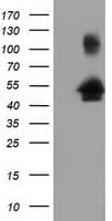 GORASP1 / GRASP65 Antibody (clone OTI4F8)