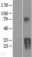 KLK5 / Kallikrein 5 Protein (Over-Expression Lysate Myc-DDK (Flag))