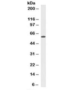Monoclonal Mouse anti-Human Mitochondria Antibody (clone 113-1, IHC, IF, WB)