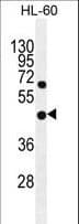 GDPD1 Antibody (aa18-46)