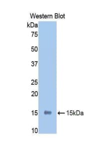 CD118 / LIF Receptor Alpha Antibody (aa382-486, Cy3)