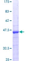 Human ITGB1BP1 / ICAP1 Protein (Recombinant GST)