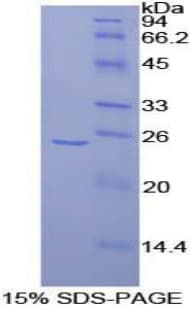 Rat FRS2 Protein (Recombinant His-T7)