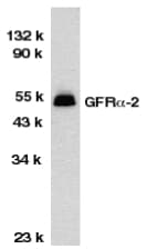 Polyclonal Rabbit anti-Human GFRA2 Antibody (WB)
