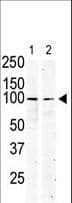 c-Kit / CD117 Antibody (aa9-40)