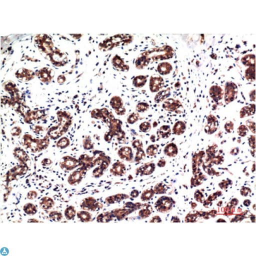 Monoclonal Mouse anti-Human MAPK3 / ERK1 Antibody (IHC)