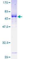 Human MAB21L2 Protein (Recombinant GST)