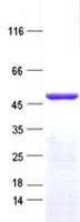 Human ZNF643 Protein (Recombinant His, N-Terminal)