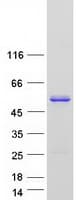 Human BSDC1 Protein (Recombinant Myc-DDK (Flag))