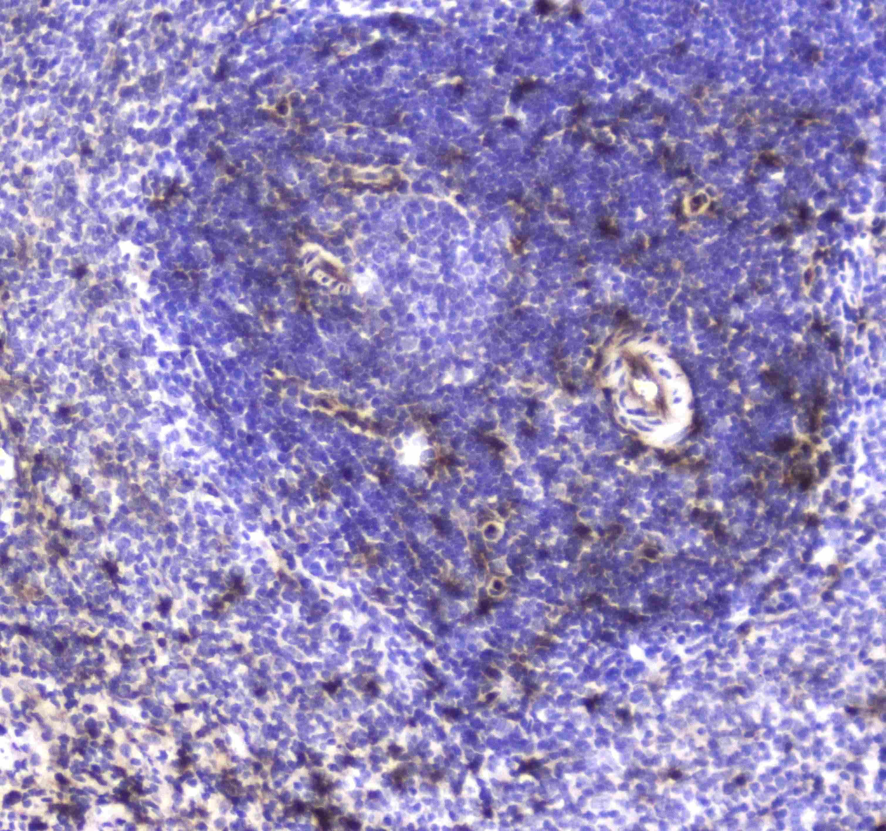 S100A10 Antibody