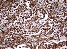 USP44 Antibody (aa420-712, clone OTI1D1)