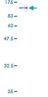 Human PCDHB15 Protein (Recombinant GST)