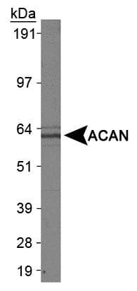 ACAN / Aggrecan Antibody (Biotin)