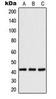 IHC-plus™ YWHAH / 14-3-3 Eta Antibody (Internal)