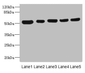 Polyclonal Rabbit anti-Human ATXN10 / SCA10 Antibody (IHC, WB)