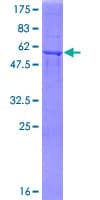 Human GFOD2 Protein (Recombinant GST)