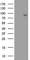 FBXO21 Antibody (clone OTI5F11)