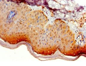 ATG14 Antibody (aa1-310)