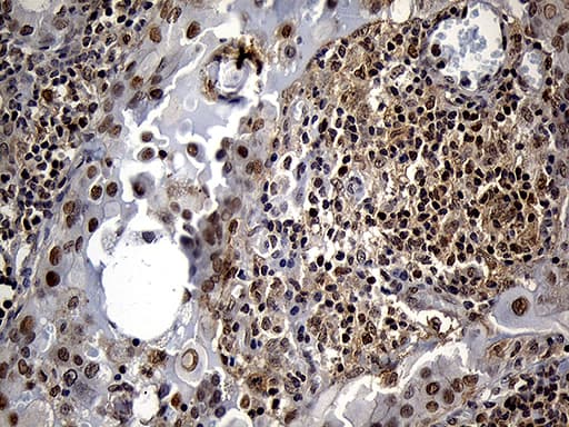 DTWD1 Antibody (clone OTI1D2)