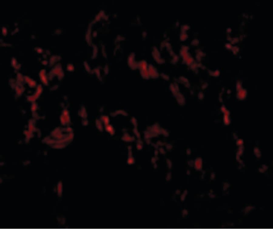 IHC-plus™ Polyclonal Rabbit anti-Human TNFAIP3 / A20 Antibody (IHC, IF, WB)