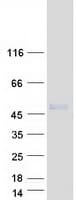 Human LIPM / LIPL3 Protein (Recombinant Myc-DDK (Flag))