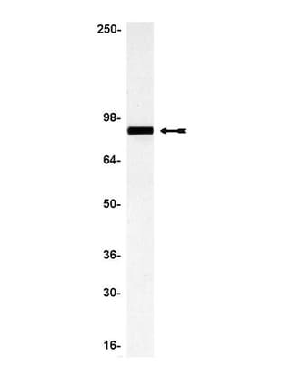 IHC-plus™ EZR / Ezrin Antibody (aa479-498)