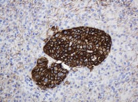 CD99 Antibody (clone OTI4C6, Carrier-free)
