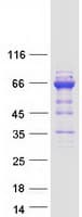 Human UBASH3A / CLIP4 Protein (Recombinant Myc-DDK (Flag))