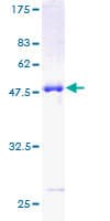 Human CLIC3 Protein (Recombinant GST)