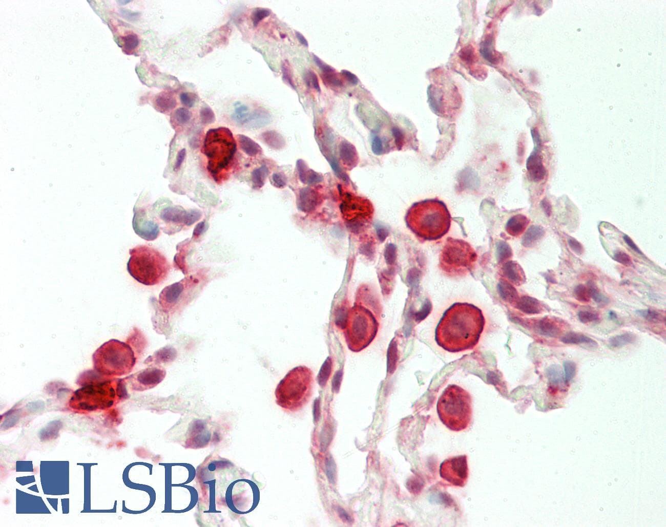 PSMA5 Antibody (aa143-192)