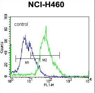 Polyclonal Rabbit anti-Human GNT-V / MGAT5 Antibody (aa652-680, WB)